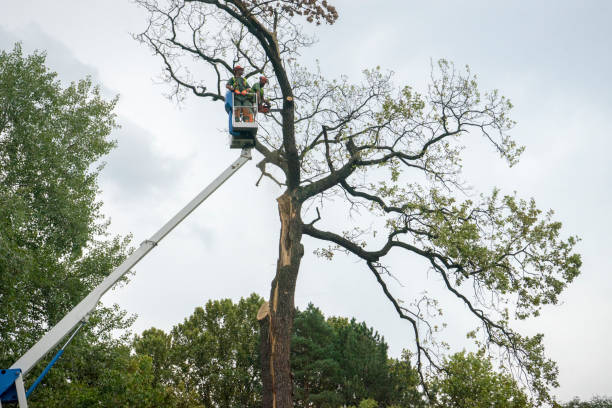 Reliable Slippery Rock University, PA Tree Service Solutions